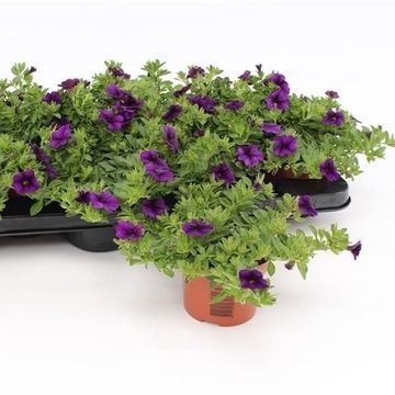 Calibrachoa MINIFAMOUS DARK BLUE