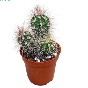 Pachycereus pringlei