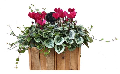 Arrangement Cyclamen