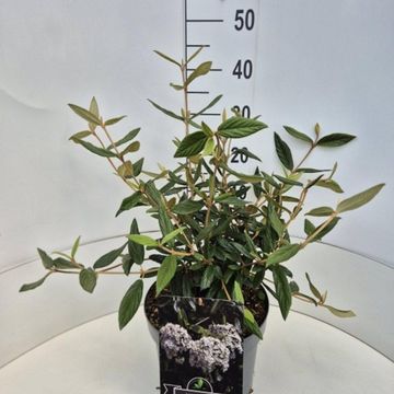 Viburnum 'Pragense'