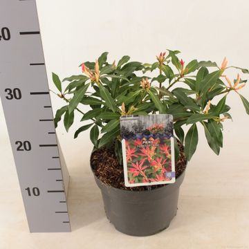 Pieris 'Forest Flame'