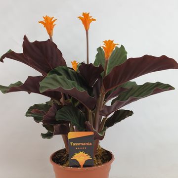 Calathea crocata TASSMINIA