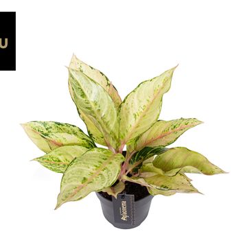 Aglaonema 'Chartreuse Pretty'