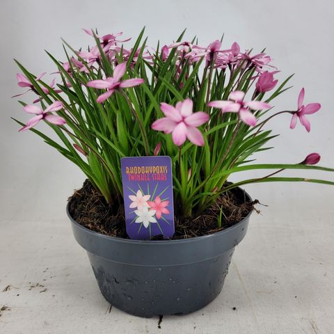 Rhodohypoxis TWINKLE STARS MIX