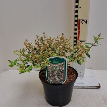 Abelia x grandiflora 'Radiance'