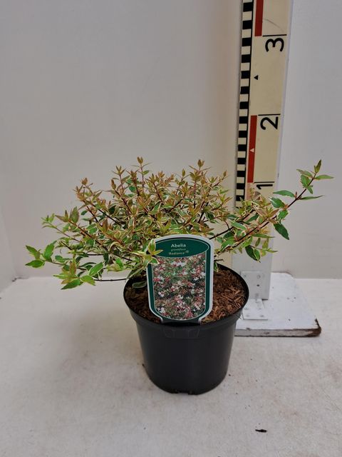 Abelia x grandiflora 'Radiance'