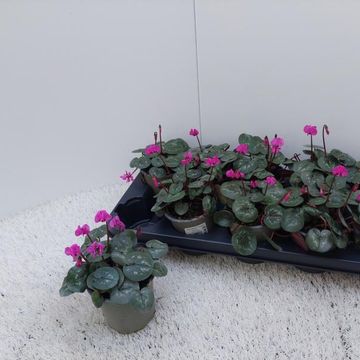 Cyclamen coum 'Cyberia Dark Rose'