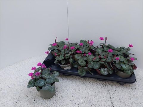 Cyclamen coum 'Cyberia Dark Rose'