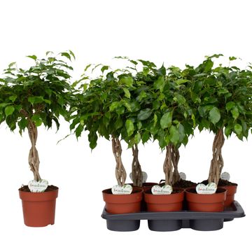 Ficus benjamina 'Bundy'