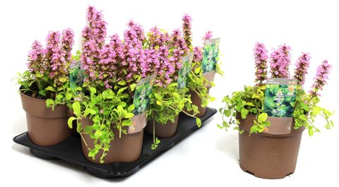 Ajuga reptans 'Gold Chang'