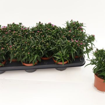 Aster STARLETTA PINK