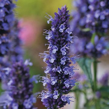 Agastache 'Black Adder'