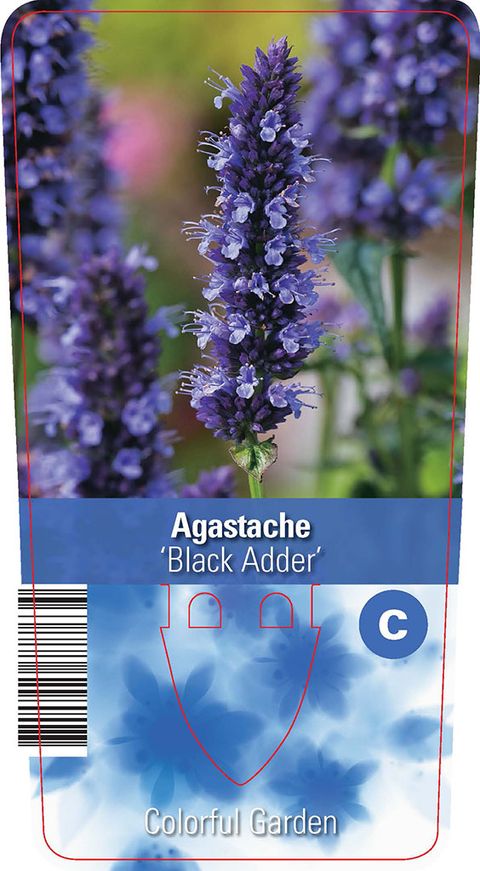 Agastache 'Black Adder'