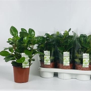 Peperomia obtusifolia