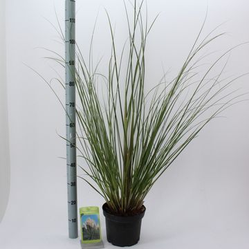 Cortaderia selloana