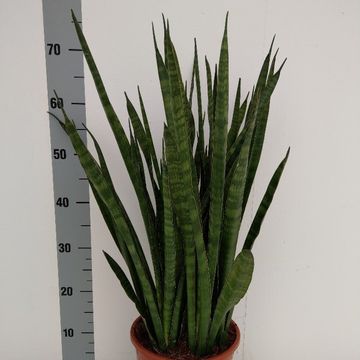 Sansevieria zeylanica 'Greenline'