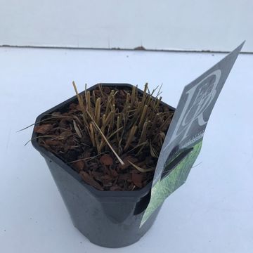 Molinia caerulea 'Edith Dudszus'