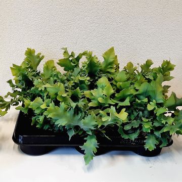 Phlebodium aureum DAVANA