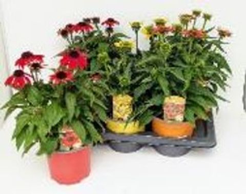 Echinacea SUNSEEKERS MIX