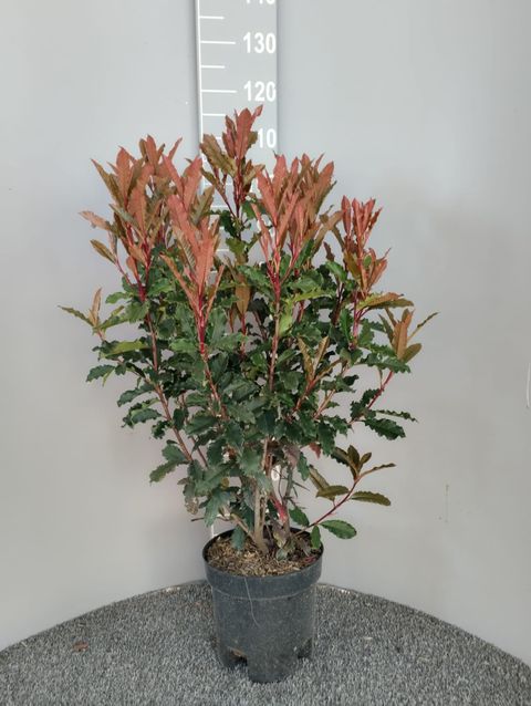 Photinia serratifolia CRUNCHY