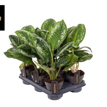 Aglaonema 'Onyx Green'