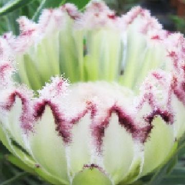 Protea neriifolia 'Limelight'