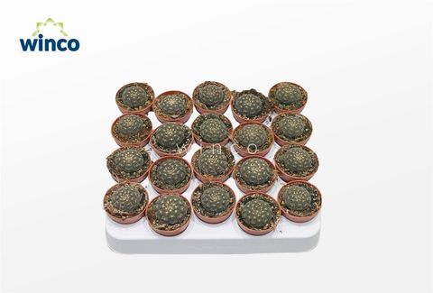 Gymnocalycium ragonesei