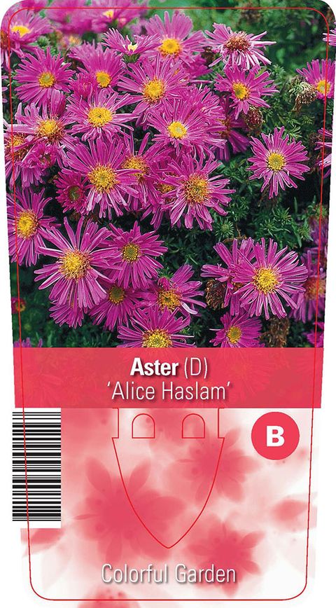 Aster 'Alice Haslam'