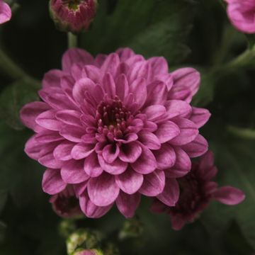 Chrysanthemum SKYFALL PINK