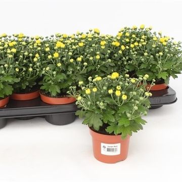 Chrysanthemum 'Braque Sunny'