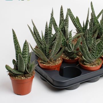 Gasteria carinata 'Big Ben'