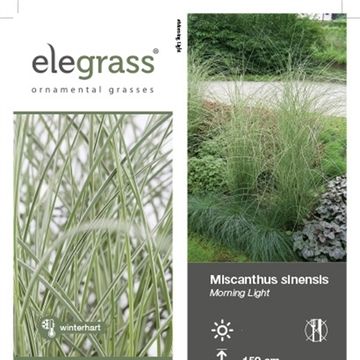 Miscanthus sinensis 'Morning Light'