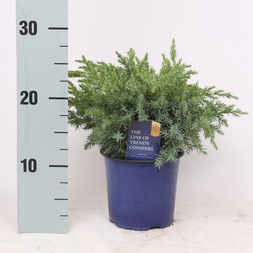 Juniperus squamata 'Blue Swede'