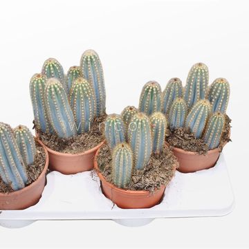 Pilosocereus azureus