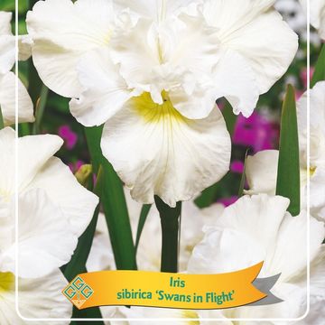 Iris 'Swans in Flight'