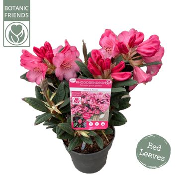 Rhododendron 'Wine and Roses'