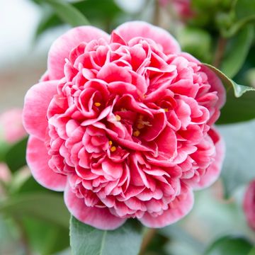 Camellia japonica 'Volunteer'