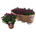 Aster SHOWMAKERS MAGENTA