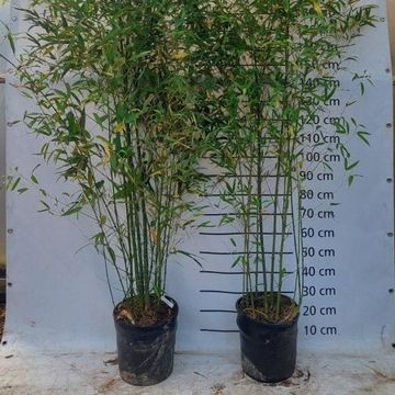 Phyllostachys aurea