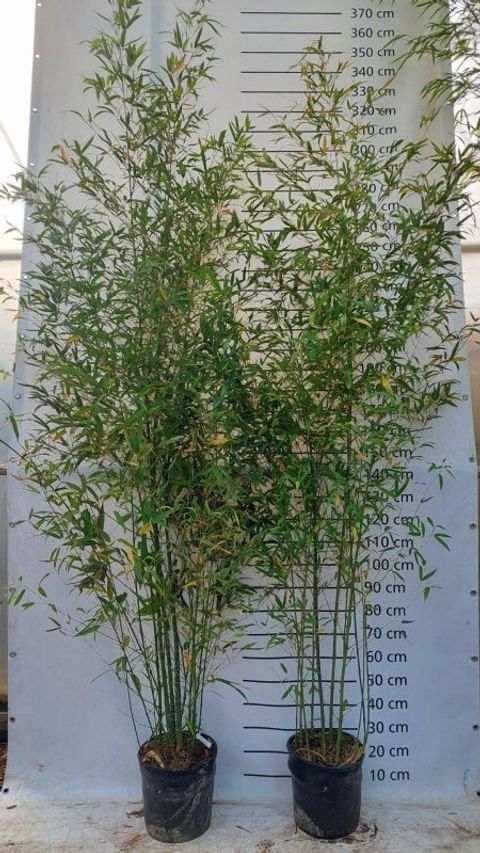 Phyllostachys aurea
