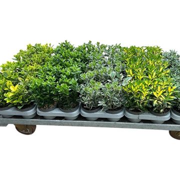 Euonymus MIX