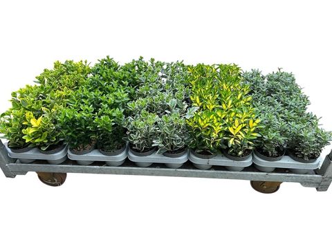 Euonymus MIX