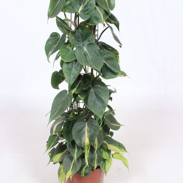 Philodendron scandens 'Brasil'