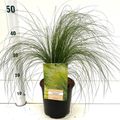 Stipa tenuissima 'Ponytails'