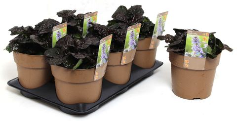 Ajuga reptans BLACK SCALLOP