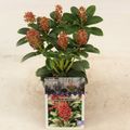 Skimmia japonica 'Celebrations'