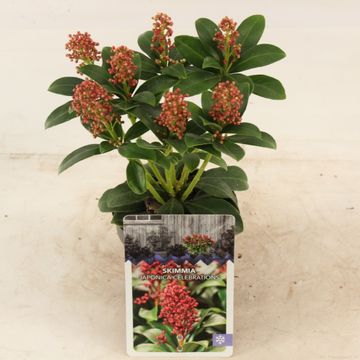 Skimmia japonica 'Celebrations'