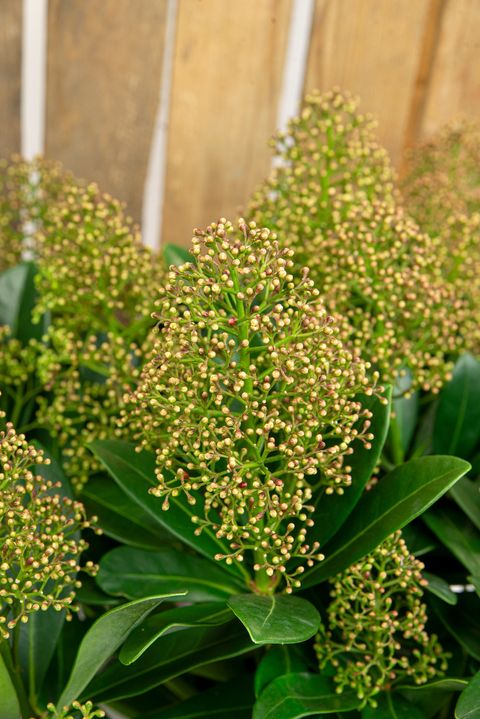 Skimmia japonica ILLUSION