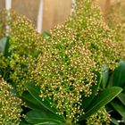 Skimmia japonica ILLUSION