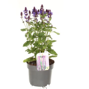 Salvia nemorosa SENSATION DEEP BLUE